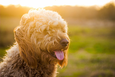 hairy dog